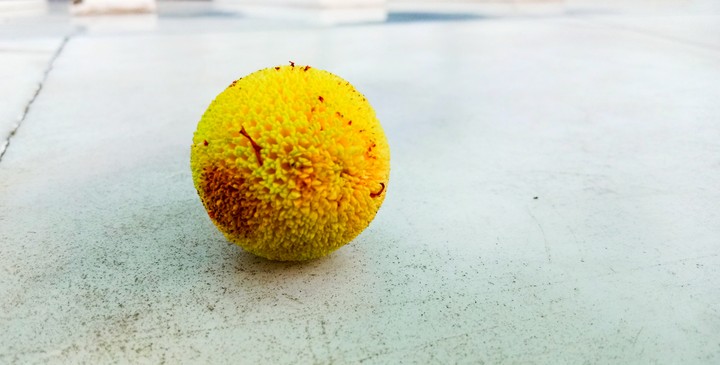 Seed
