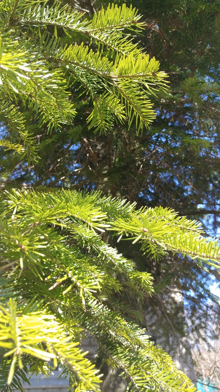 хвойное растение