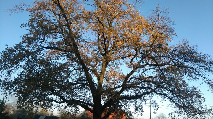 Autumn