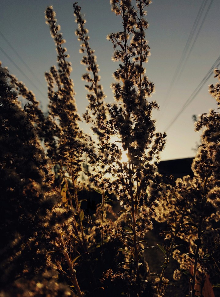 plant