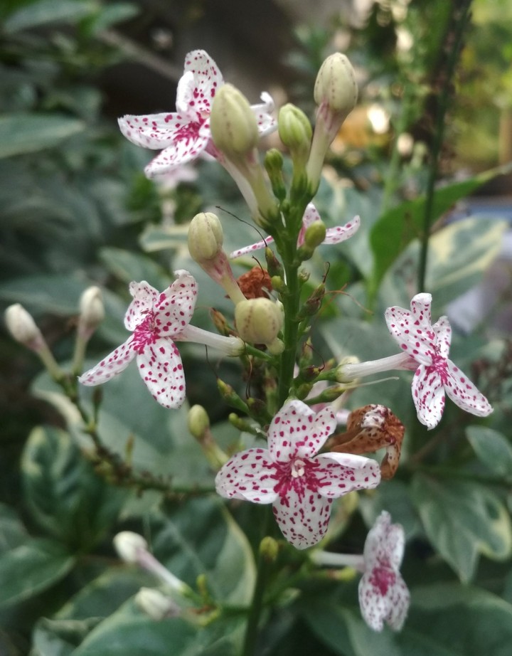 Flowers