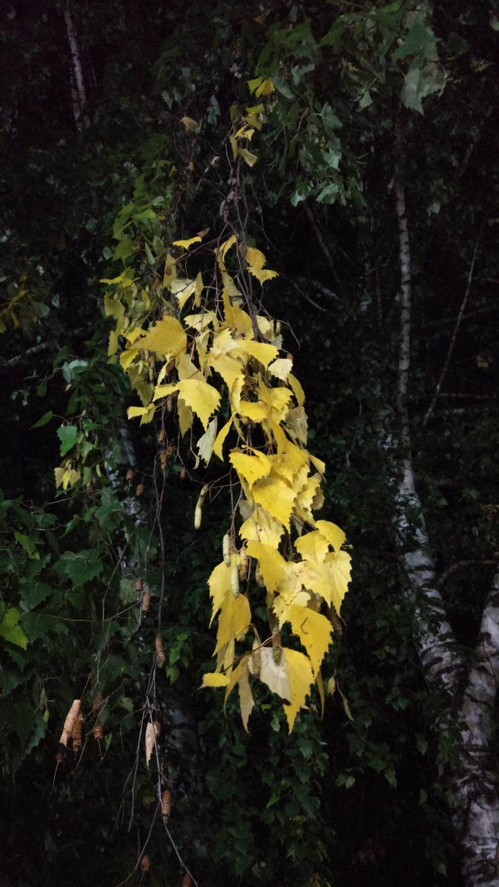 night birch