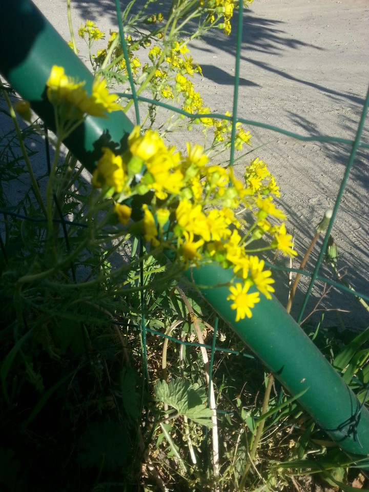 sweet flower yellow