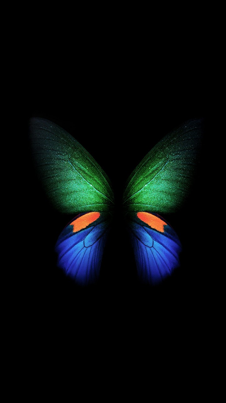 butterfly ✨➿✨