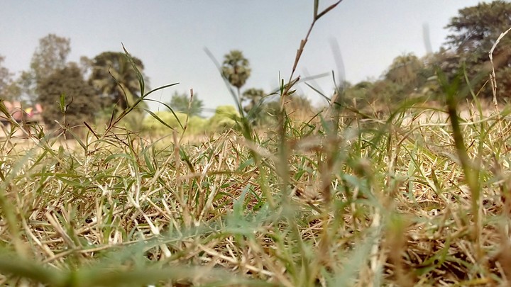 Grass