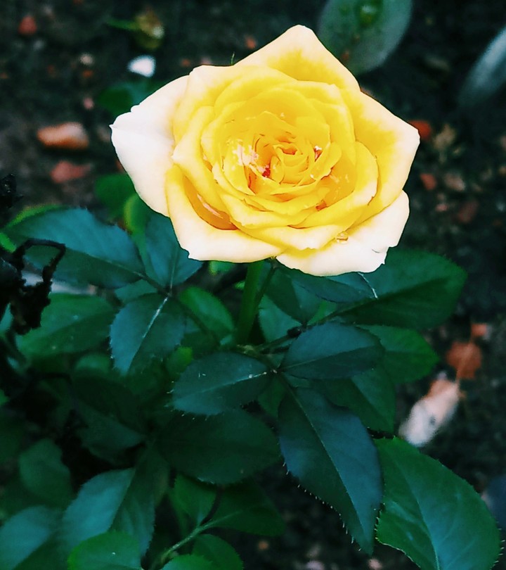 Rose