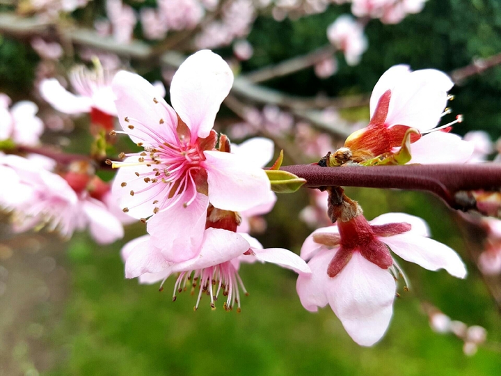 spring is coming