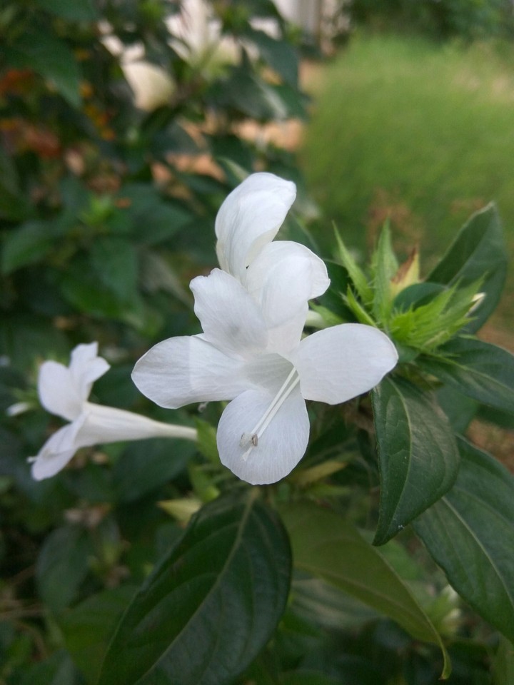 morning blossoms