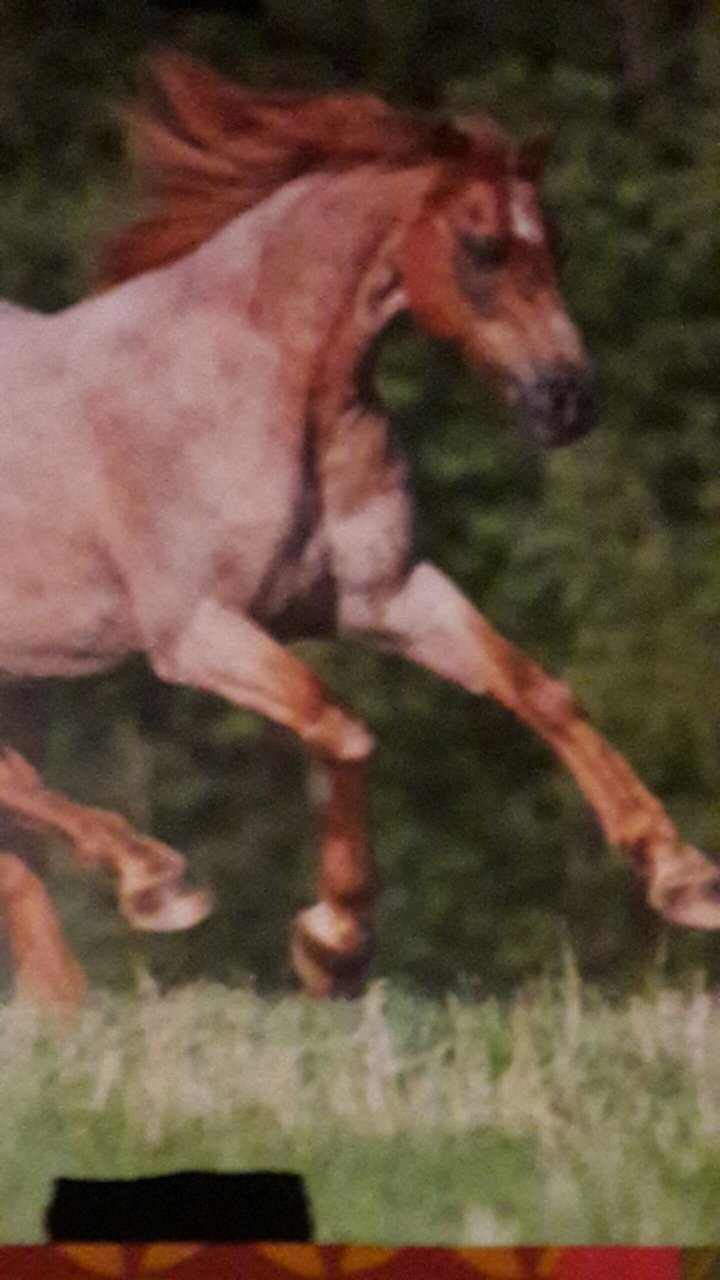 pferd