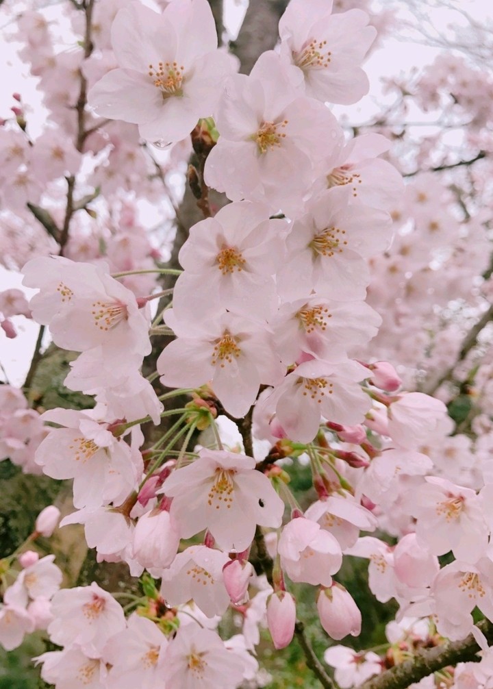 blossom