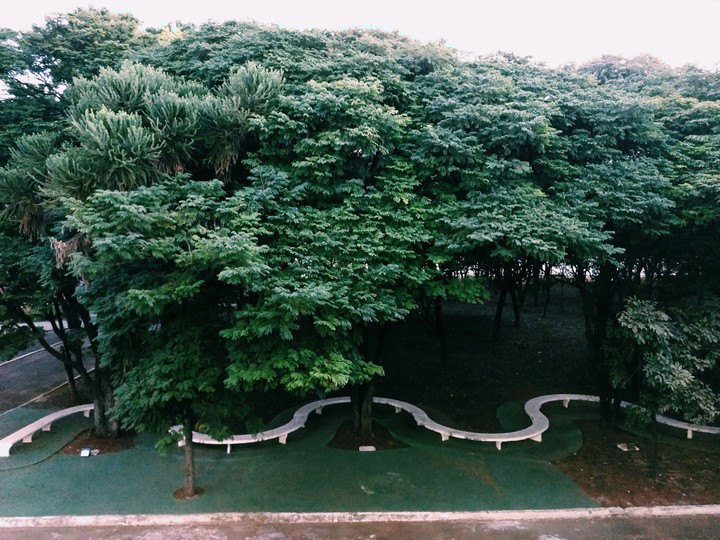 Bosque