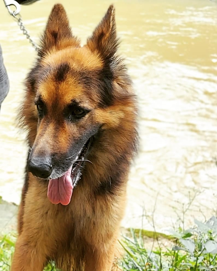 GSD