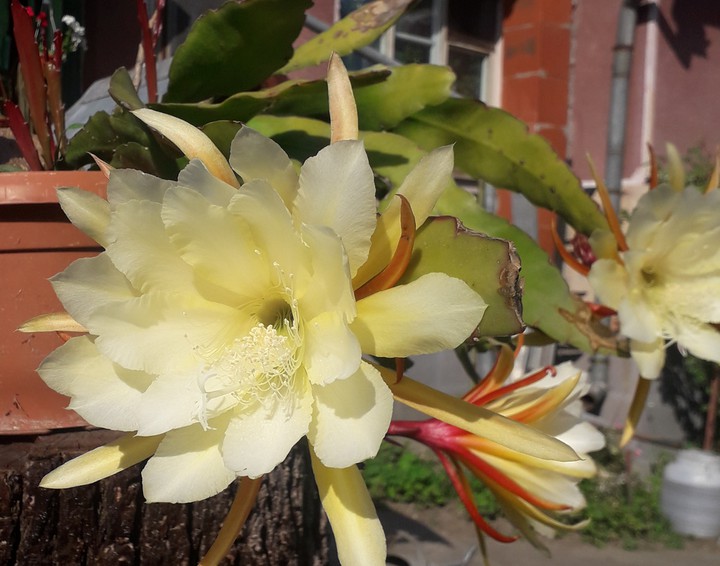 cactus flower