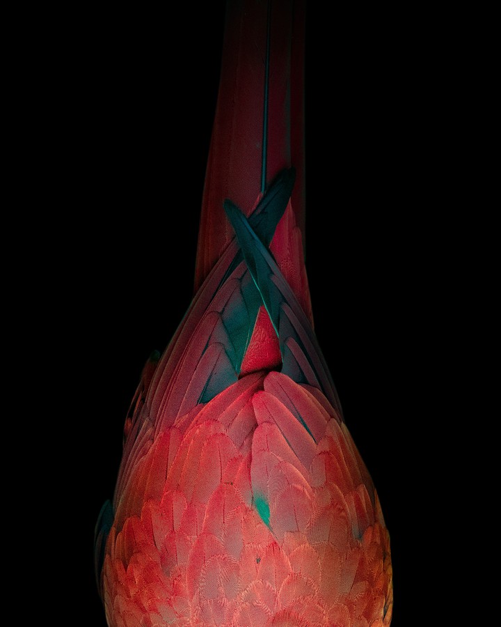 red bird