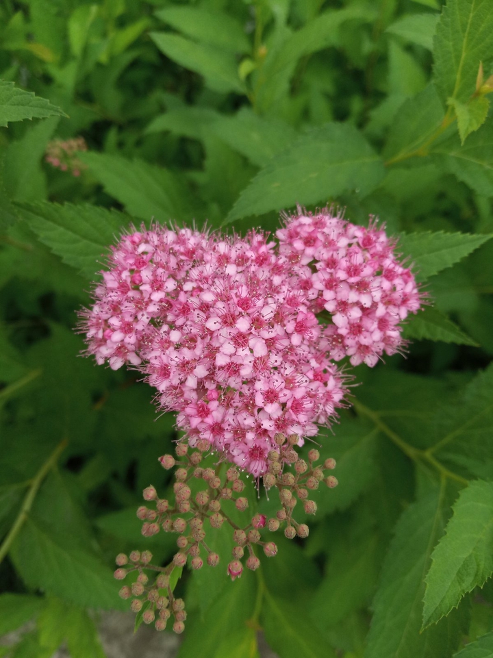 Pink flower
