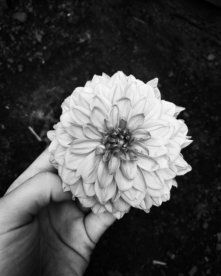 chrysanthemum