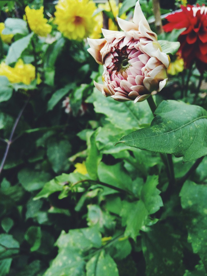 blossom