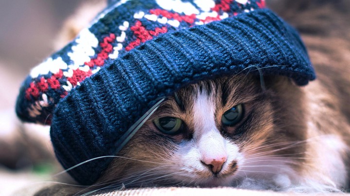 chat