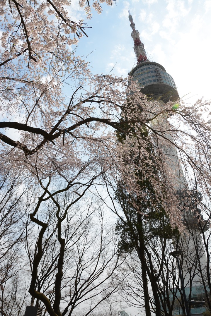 남산의봄이미지