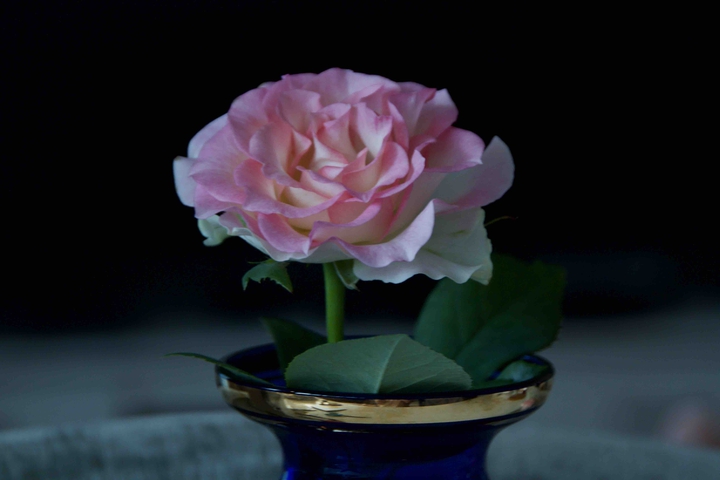 summer rose