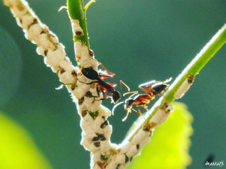 Insects