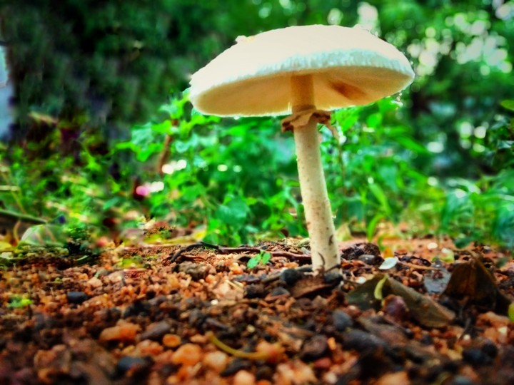 Nature Capture