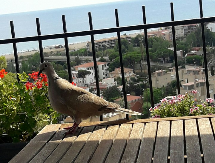 dove