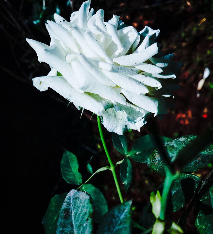 white rose mean piece ........