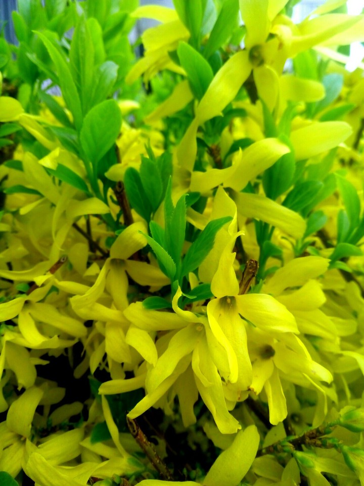 Green&Yellow