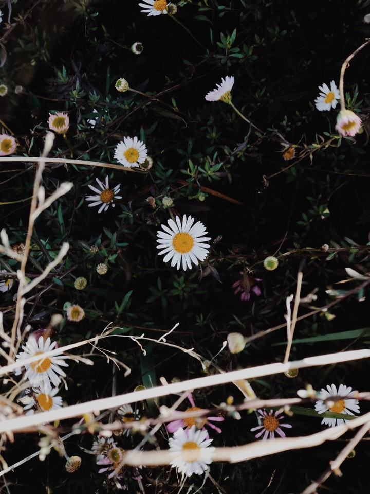Chamomile