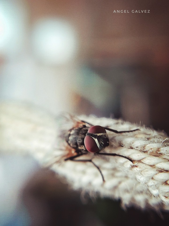 Mosca