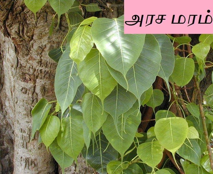 அரச மரம்