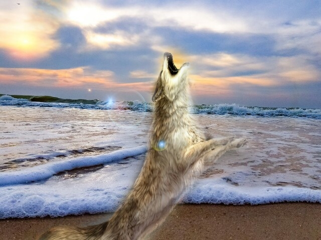 wolf