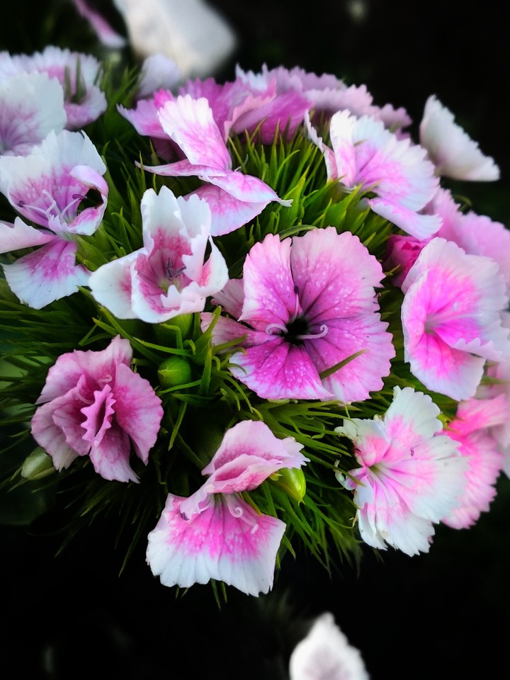 beauty flowers