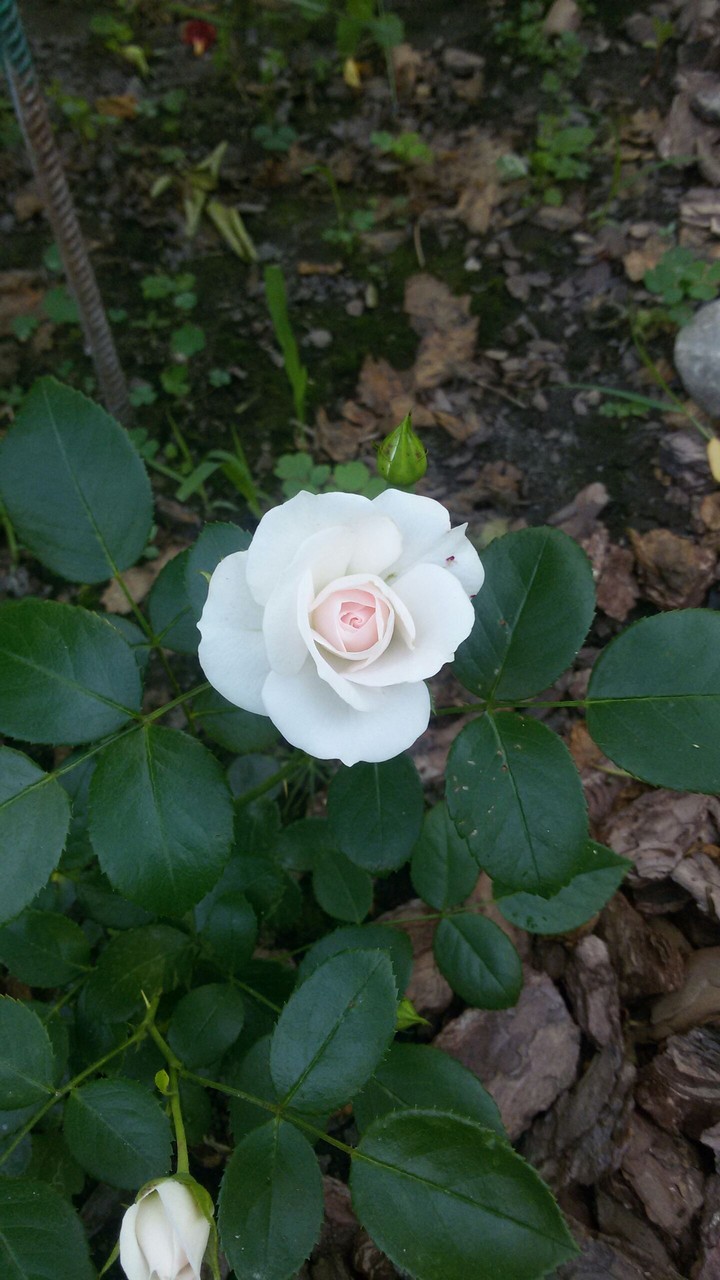 Aspirin rose