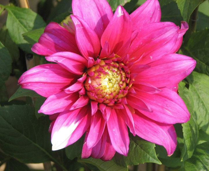 Dhalia