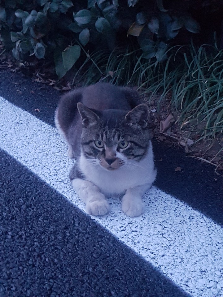 도로  위  고양이