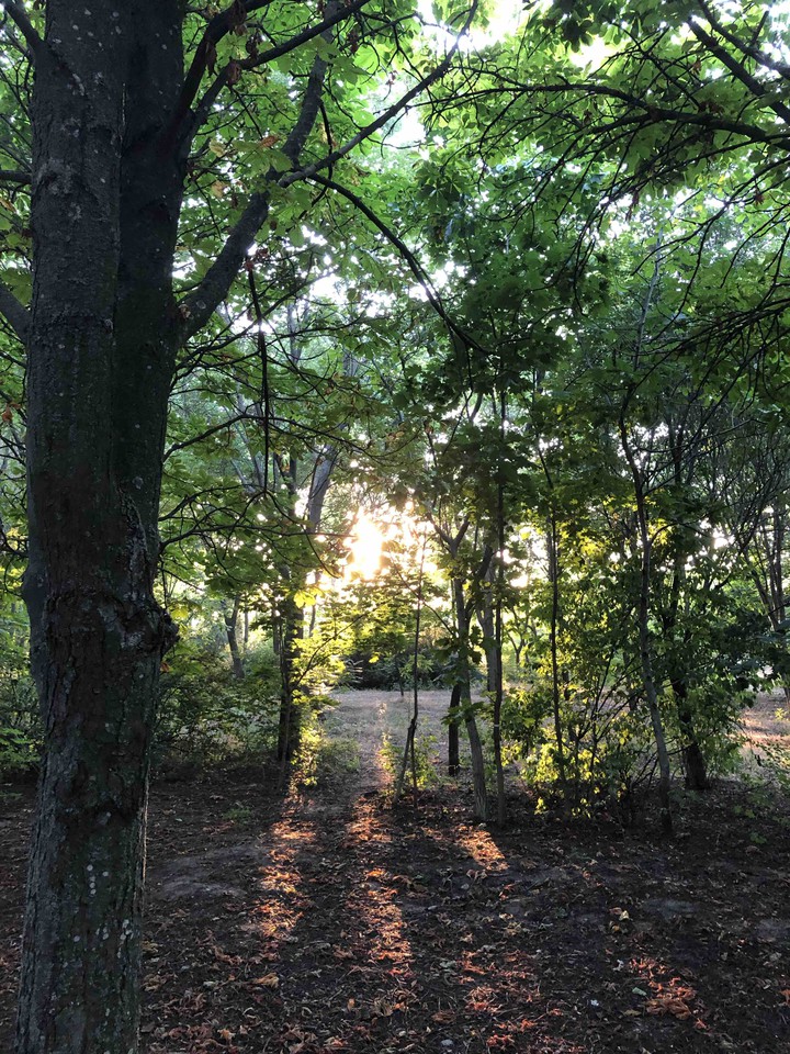 forest