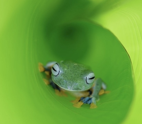 Close-up, reptile achtergronden