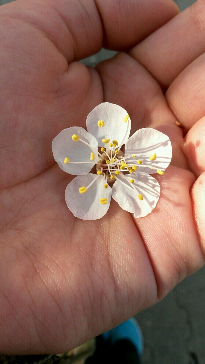 Spring Day