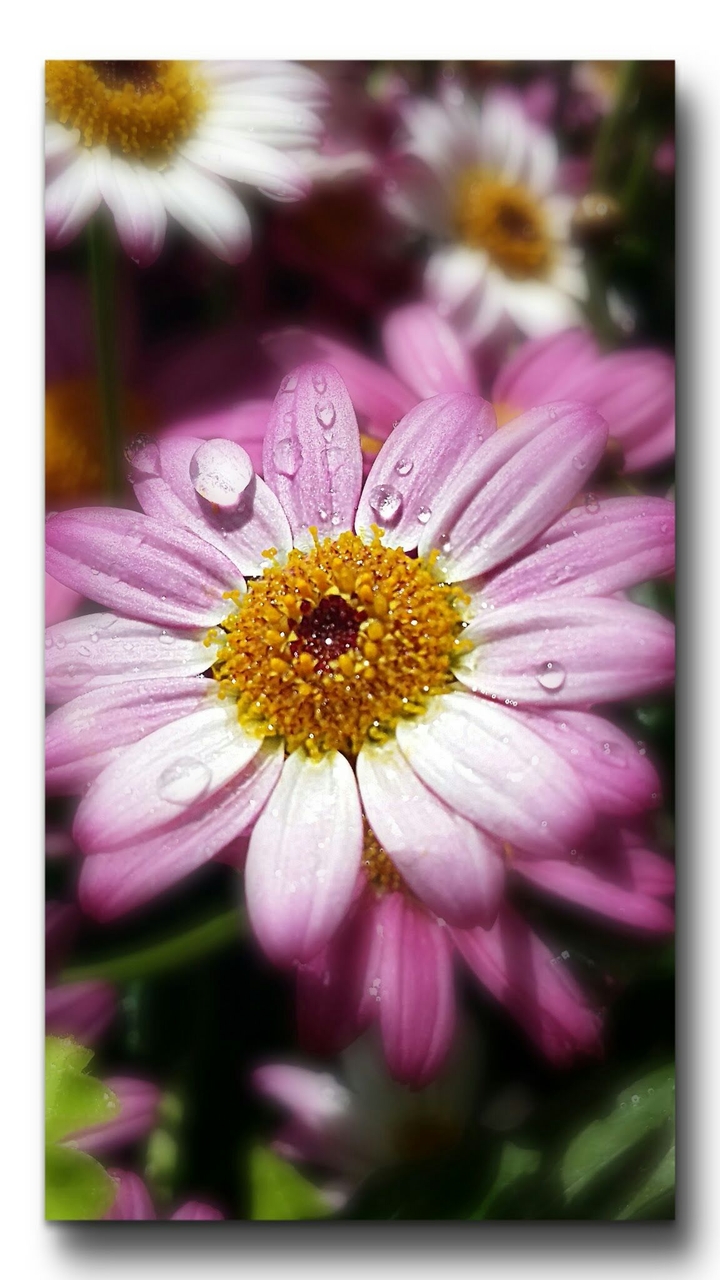 Pink Flower