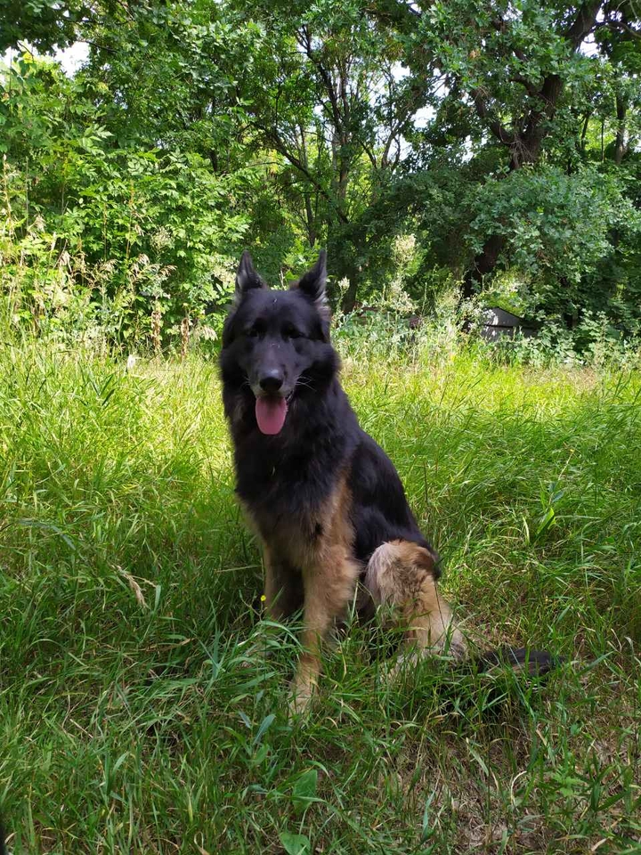 My dog
