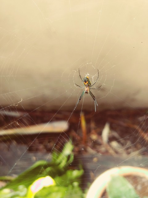 Aranha sorridente filtro I