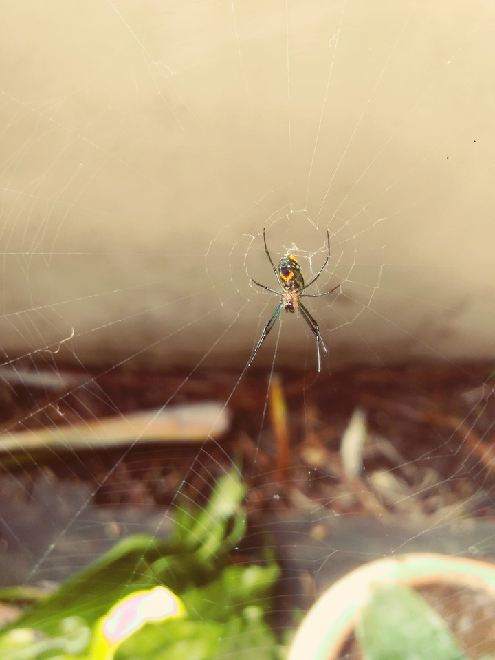 Aranha sorridente filtro I