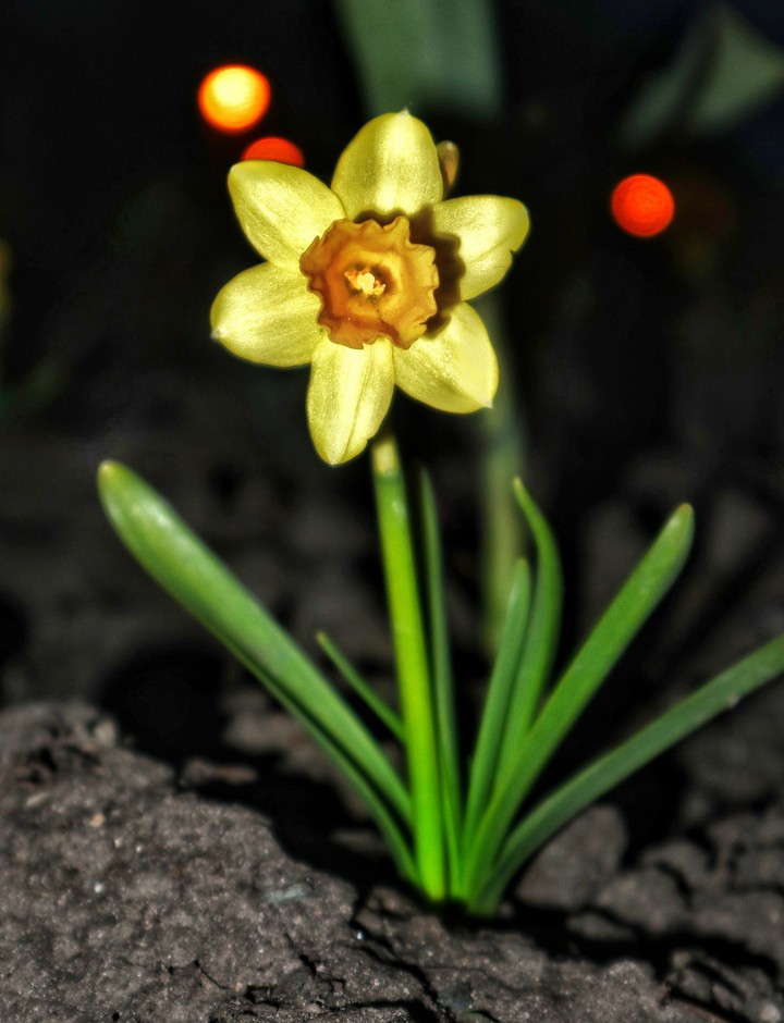 Narcissus in the night