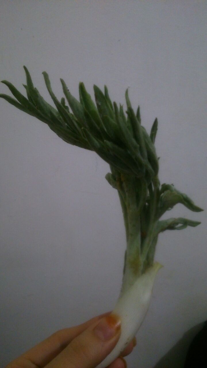 Dorema aucheri
