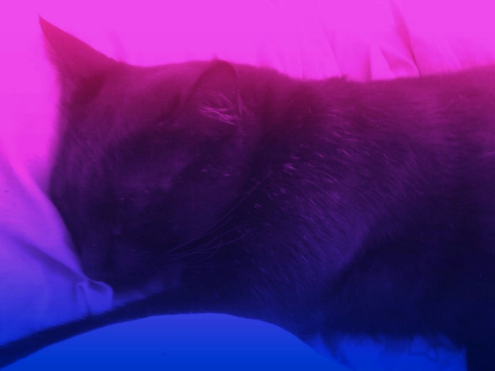 ♥Gatito♥
