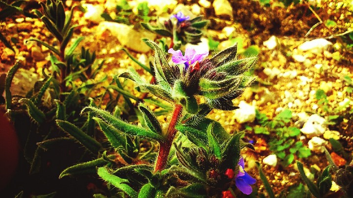 flower