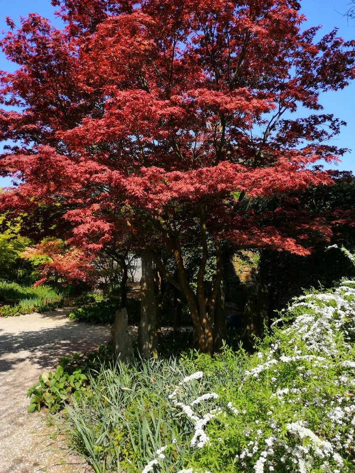 beautiful tree