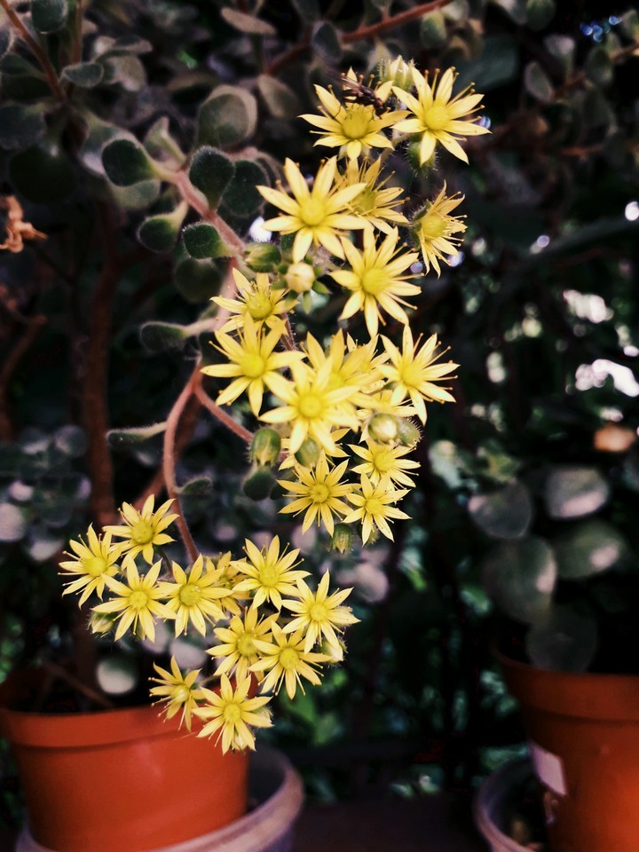 my plant